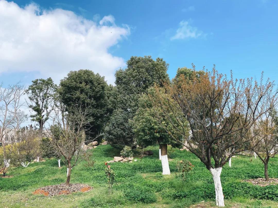 风景这边独好！东大环境美景一览，请查收