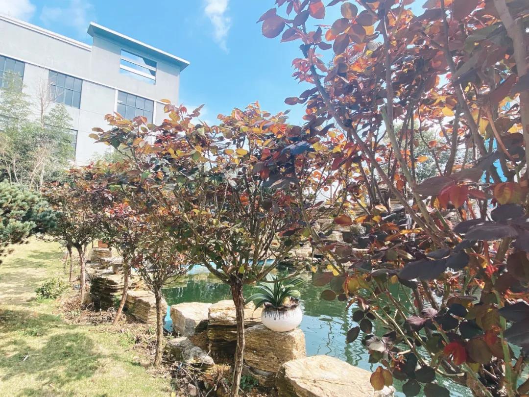 风景这边独好！东大环境美景一览，请查收