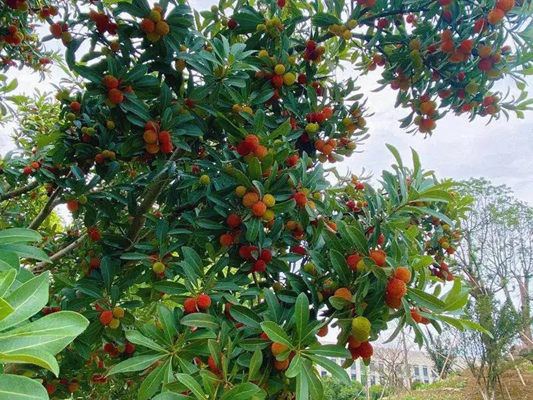 风景这边独好！东大环境美景一览，请查收