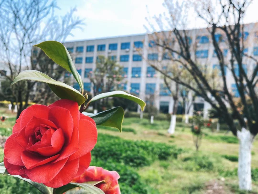 风景这边独好！东大环境美景一览，请查收